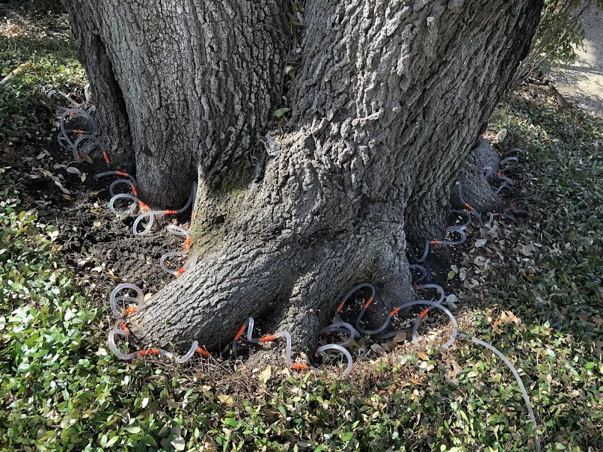 Detailed Shrub and Hedge Trimming job site in Stinnett