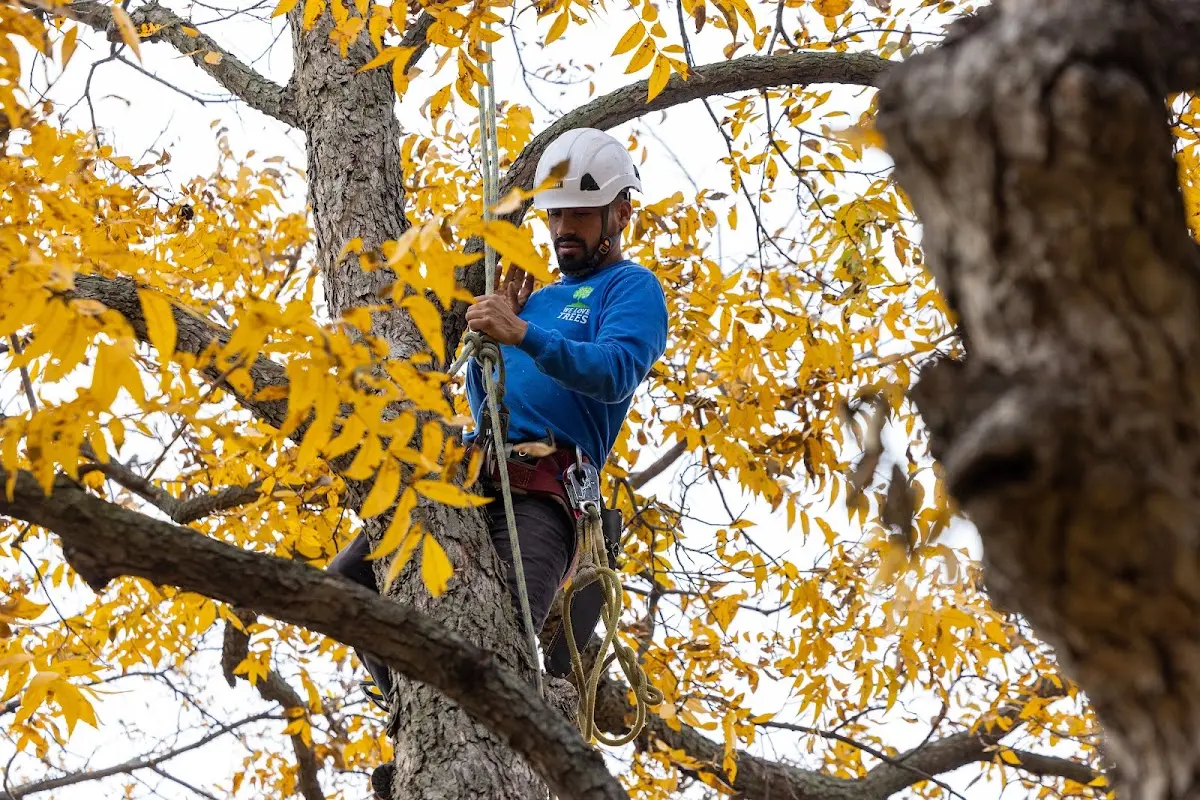 Skilled Tree Pruning crew working in Stinnett