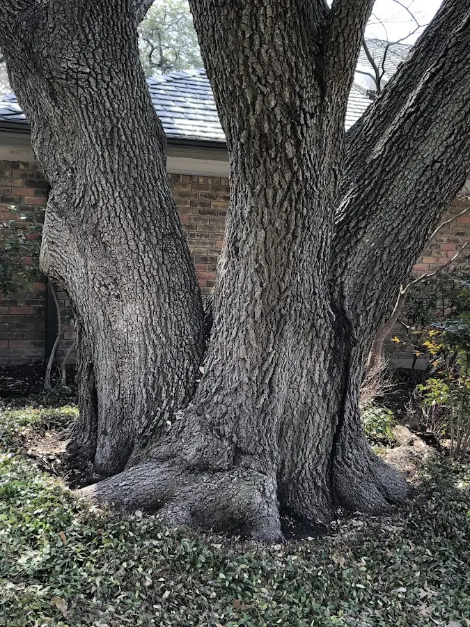 Mature heritage tree close to a Stinnett property cared for by certified arborists